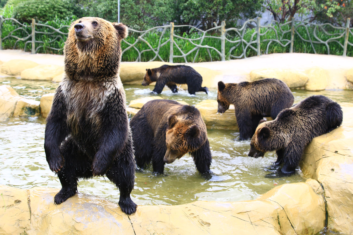 40,000+张最精彩的“棕熊”图片 · 100%免费下载 · Pexels素材图片